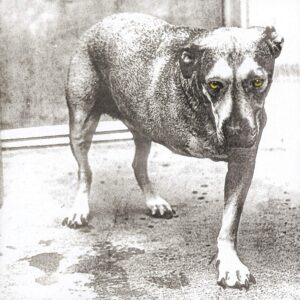 alice in chains alice in chains